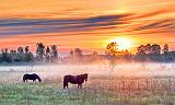 Two Horses In Misty Sunrise_P1130907-9